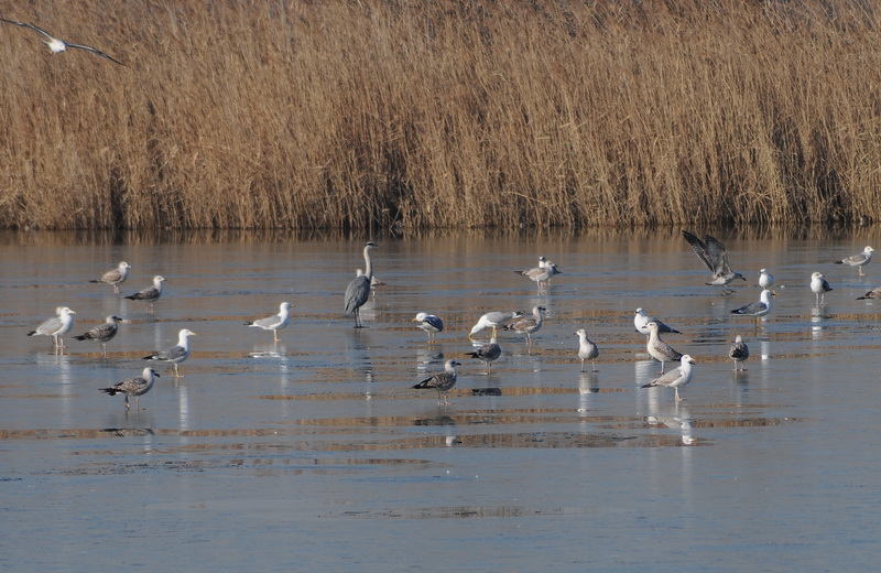 Stagno di Focognano